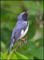 _0SB0254 black-throated blue warbler